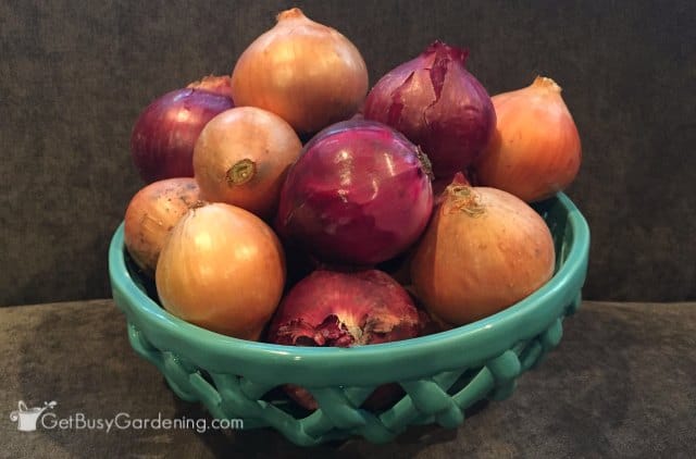 Bumper Crops Of Onions