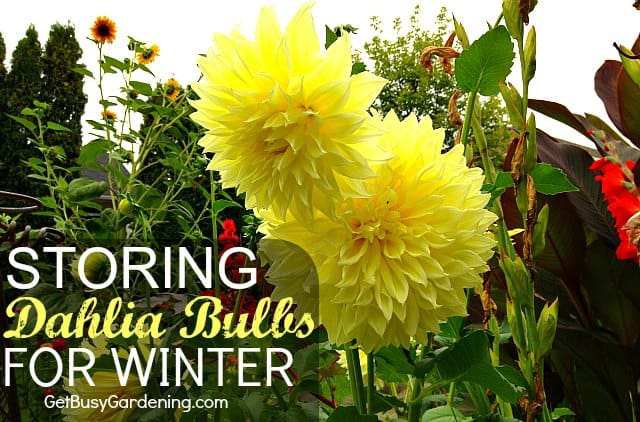 storing dahlia bulbs for winter storing dahlia bulbs for winter
