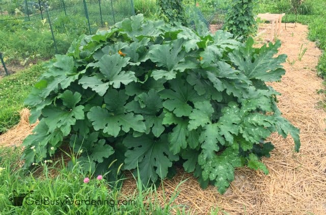 Volunteer Zucchini Plant