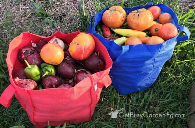 Full Harvesting Bags