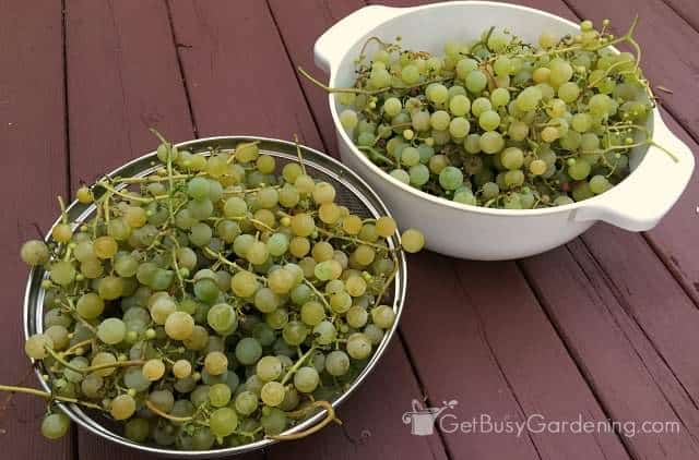 Grape Harvest