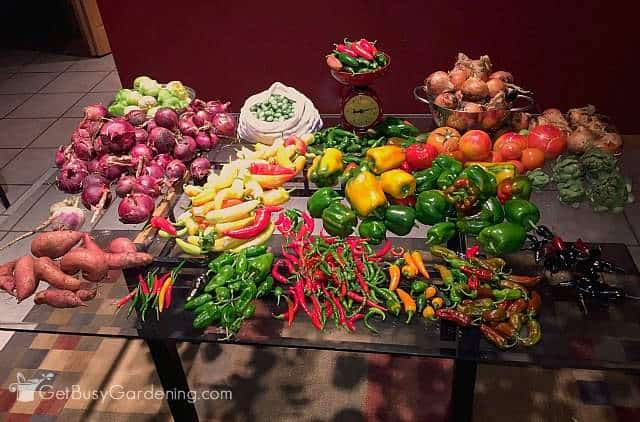 Huge Summer Harvest