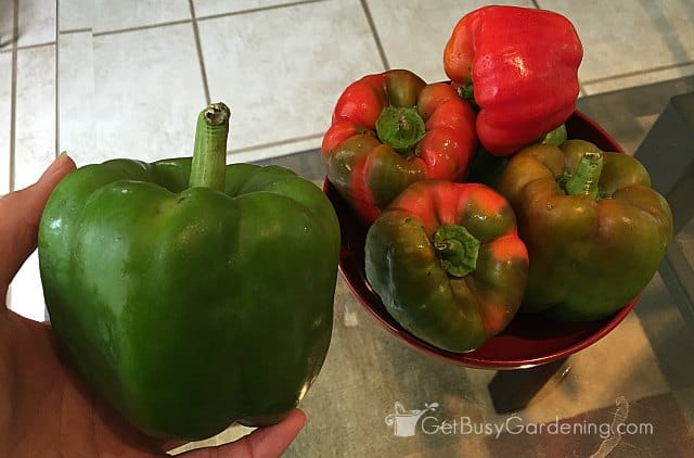 Pepper Harvest