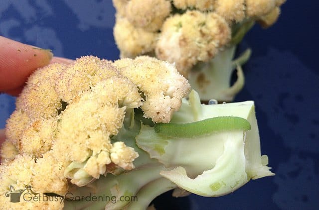 Cabbage worm