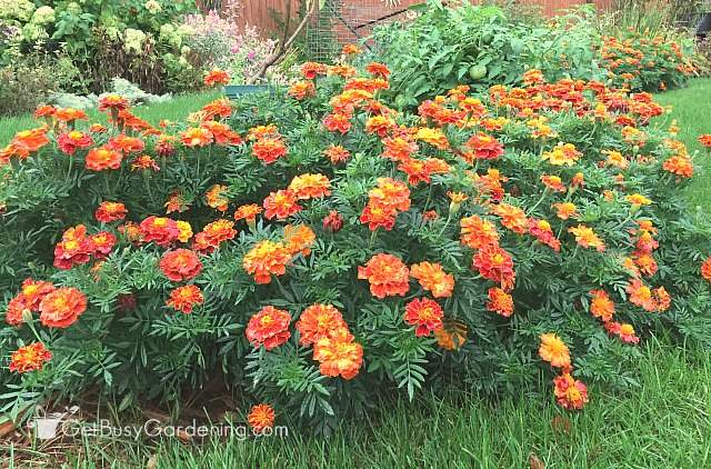 Deadhead annual flowers to keep them blooming