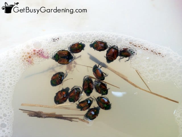 Hand picking pest insects