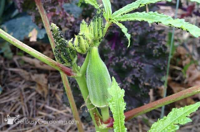 Ladybugs love eating aphids