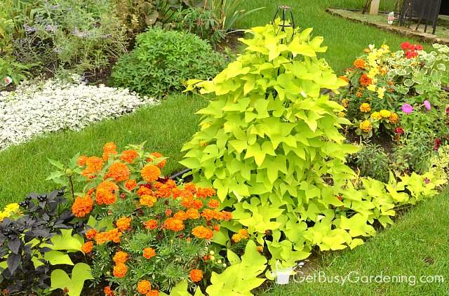 Plant annuals to attract beneficial bugs
