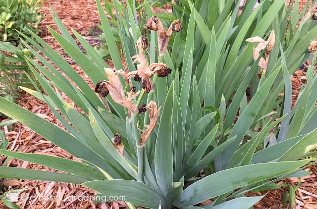 Prune spring perennials when done blooming