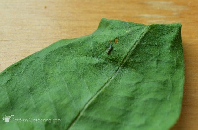 Baby monarch caterpillar on milkweed leaf