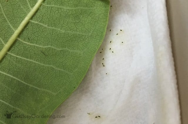 Baby monarch caterpillar poop