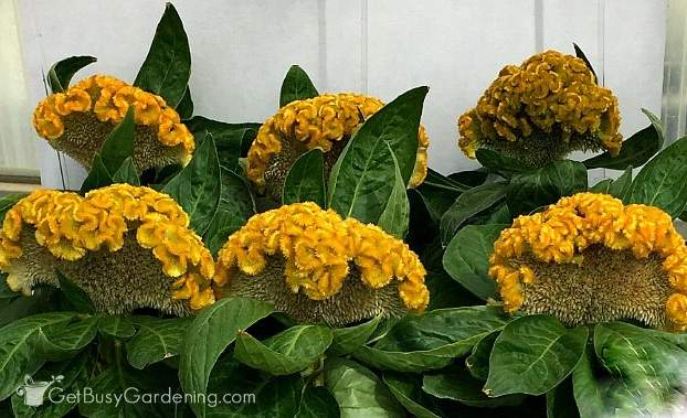 Celosia Armor Yellow from Takii Seeds