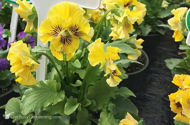 Frilly Yellow pansy from Thompson & Morgan