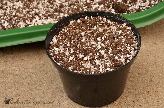 Have soil ready before taking lavender cuttings