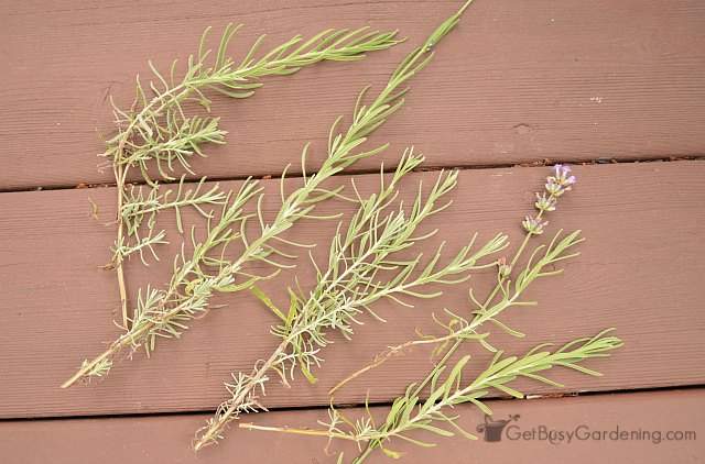 Lavender cuttings ready for propagation