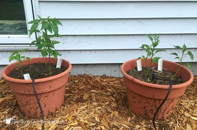 Pepper plants side by side June 17th