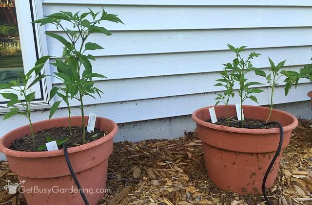 Pepper plants side by side June 27th