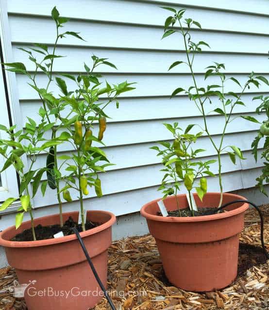Pepper plants side by side August 12th