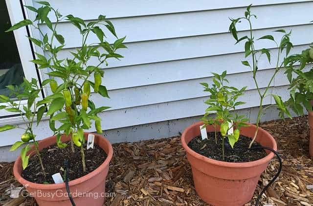 Pepper plants side by side August 2nd