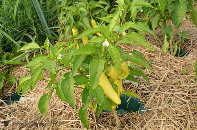 Peppers grown using HydroRoot