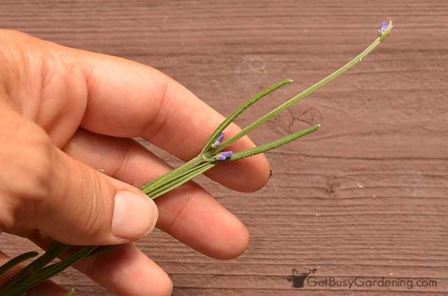 Pinch off lavender flower spike before propagating