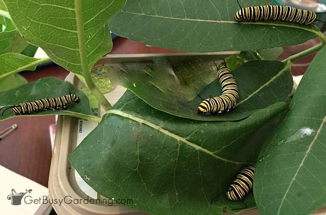 Raising monarch caterpillars inside