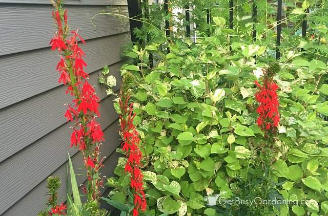 Red cardinal flowers are native perennials