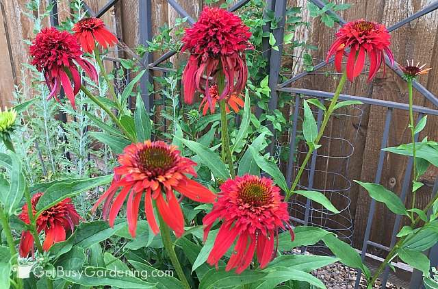 Red perennial coneflower