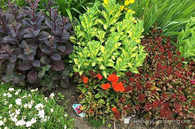 Red perennial flowers adding pop