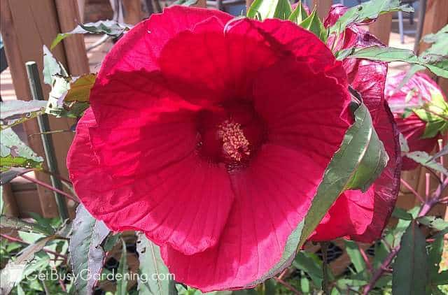 Red perennial hibiscus flower