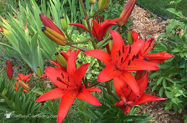 Red perennial oriental lilies