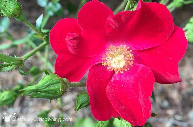 Rose red perennial flower