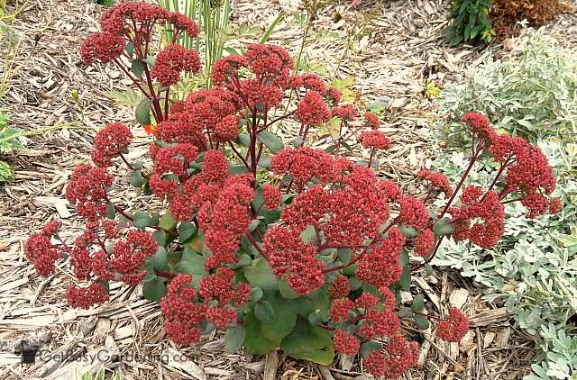 Sedum 'Red Cauli'