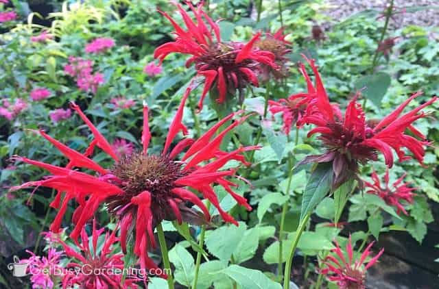 Some bee balm flowers are red