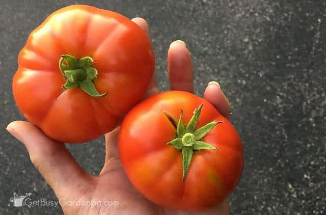 Tomato comparison (left with fertilizer, right no fertilizer)