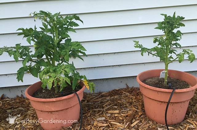 Tomato plants side by side June 27th