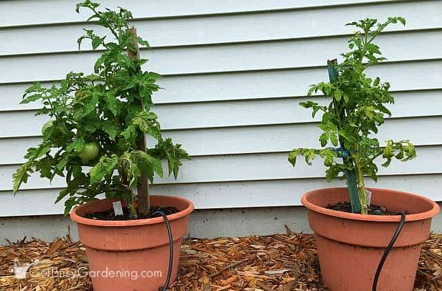 Tomato plants side by side August 12th