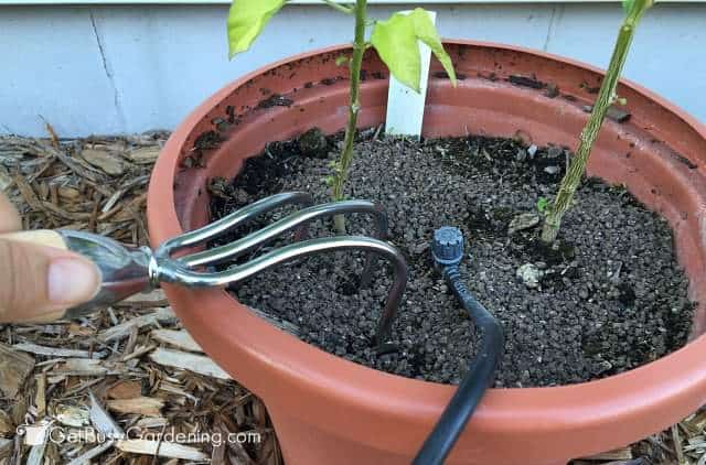 Top dressing plants with Healthy Grow Fertilizer