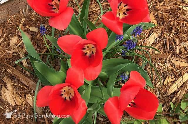 Tulips with red flowers