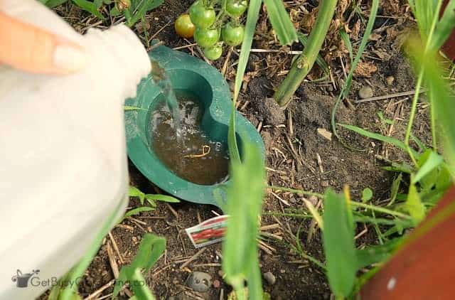 Watering tomatoes using HydroRoot