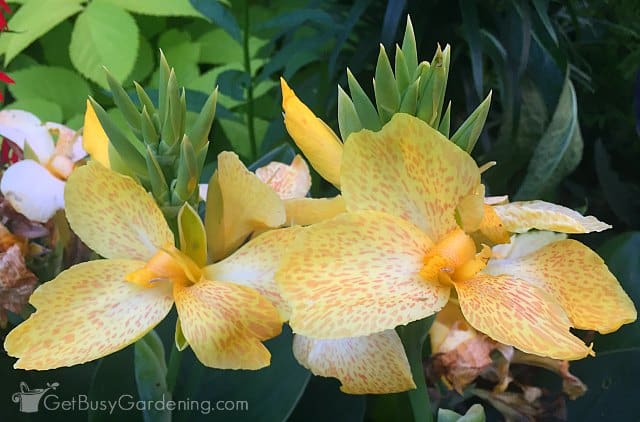 Yellow canna lily annual flowers