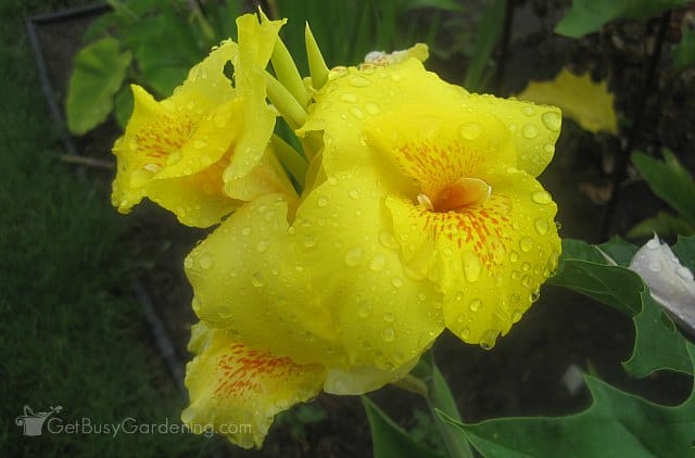 Yellow canna lily flower