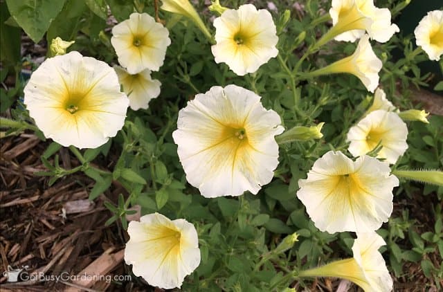 Yellow Easy Wave petunias by PanAmerican Seed