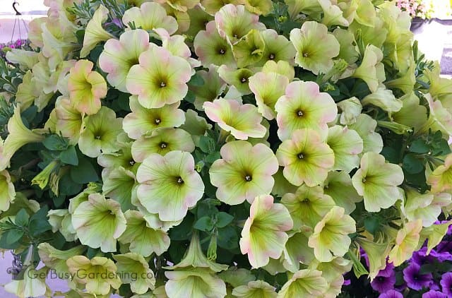 Surprise Lemon Frost yellow petunia