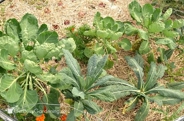 Sustane natural fertilizer test plants