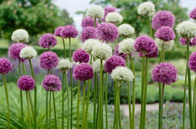 Alliums are the perfect flower garden bulb