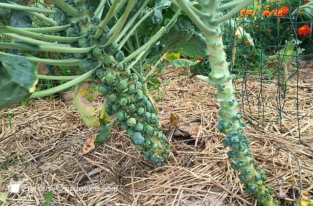 Brussels sprouts using fertilizer -vs- no fertilizer