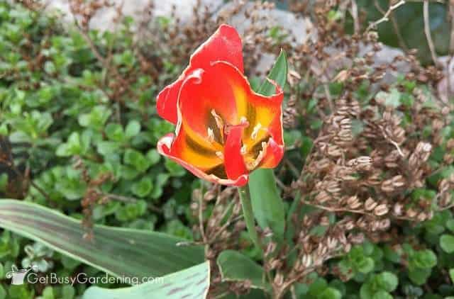 Chomped tulip flower - those darn bunnies!