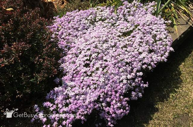 Creeping phlox makes a great flower bulb cover plant