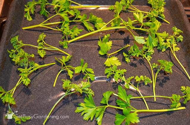 Flash freeze before storing parsley